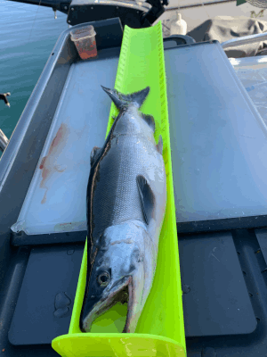 Kokanee Salmon Shaver Lake